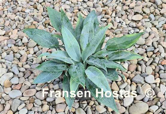 Hosta Scheherazade